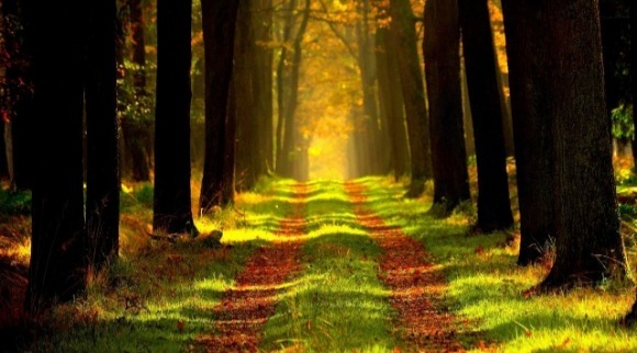 forest-868715_1280 forest-868715_1280